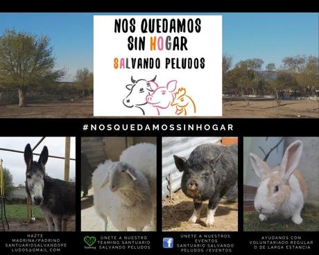 El santuario “Salvando Peludos” se queda sin hogar salvando peludos