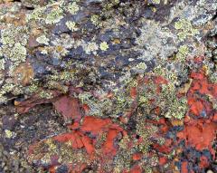 La Miñosa, ¿de que me suena?