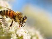plan España para evitar declive abejas