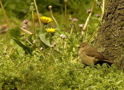 DOMINGO DE PAJAREO POR SANTOÑA