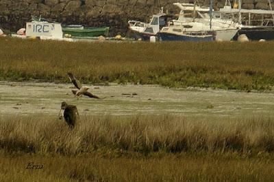 DOMINGO DE PAJAREO POR SANTOÑA