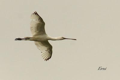 DOMINGO DE PAJAREO POR SANTOÑA