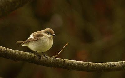 DOMINGO DE PAJAREO POR SANTOÑA