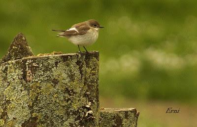 DOMINGO DE PAJAREO POR SANTOÑA
