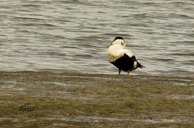 DOMINGO DE PAJAREO POR SANTOÑA
