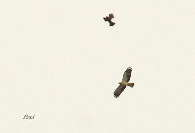 DOMINGO DE PAJAREO POR SANTOÑA