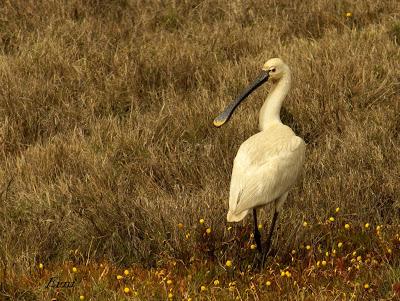 DOMINGO DE PAJAREO POR SANTOÑA