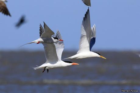 Gaviotines en Punta Rasa