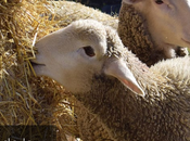 Ciudad Animal, nuevo Santuario Sevilla