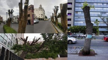 Municipio ha permitido poda de árboles en la ciudad.