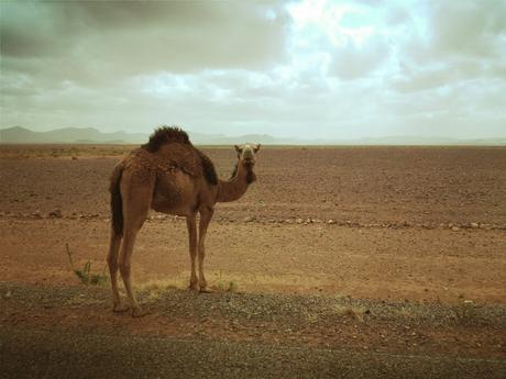 BLOGSSIPGIRL HA ESTADO ALLÍ: 4 DÍAS EN MARRUECOS