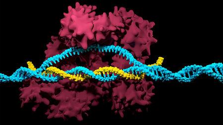 Arroz clonado gracias a CRISPR