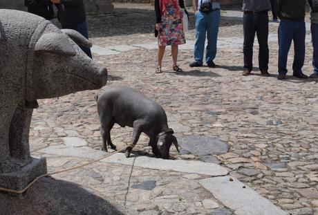 Marrano de San Antón