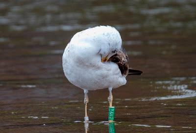 Una gaviota híbrida