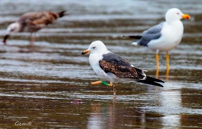 Una gaviota híbrida