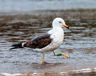 Una gaviota híbrida