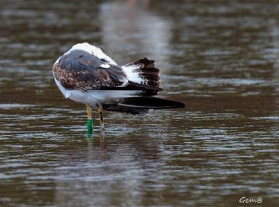 Una gaviota híbrida