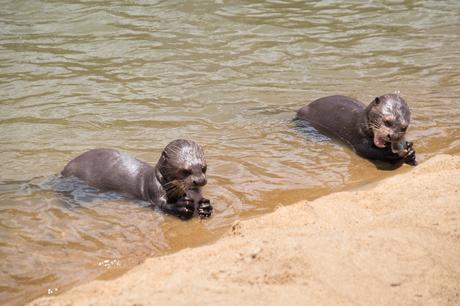 ▷ ¿Qué es realmente como viajar a Guyana? DSCF7414 ▷ ¿Qué es realmente como viajar a Guyana?