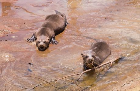 ▷ ¿Qué es realmente como viajar a Guyana? DSCF7401 ▷ ¿Qué es realmente como viajar a Guyana?