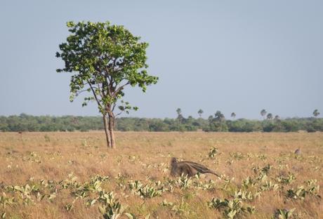 ▷ ¿Qué es realmente como viajar a Guyana? DSCF7526 ▷ ¿Qué es realmente como viajar a Guyana?