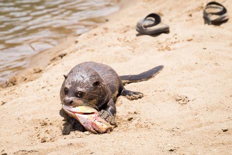 ▷ ¿Qué es realmente como viajar a Guyana? DSCF7425 ▷ ¿Qué es realmente como viajar a Guyana?