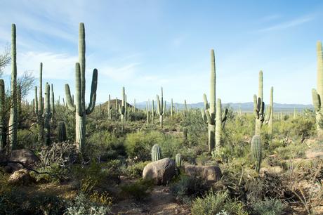 Saguaro-National-Park-Arizona ▷ 10 sitios únicos del Servicio de Parques Nacionales que aún no has visitado