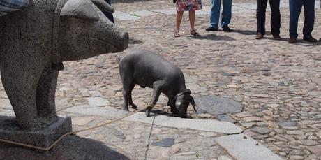 Marrano-de-San-Antón-1-e1554825925453-1024x510 ▷ 5 pueblos que ver en el Parque natural de Las Batuecas y la Sierra de Francia