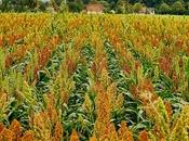 Sorgo
