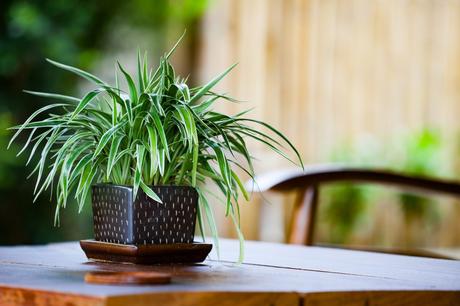 Conoce cuáles plantas ayudan a limpiar el aire de tu hogar.