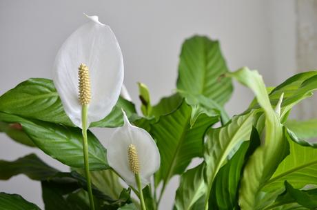 Conoce cuáles plantas ayudan a limpiar el aire de tu hogar.