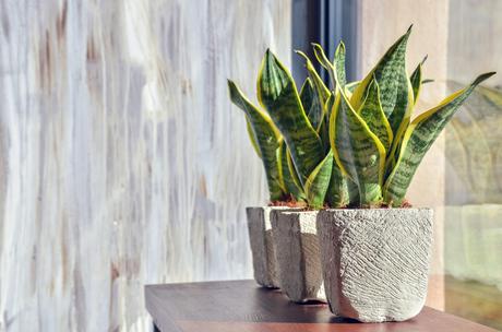Conoce cuáles plantas ayudan a limpiar el aire de tu hogar.