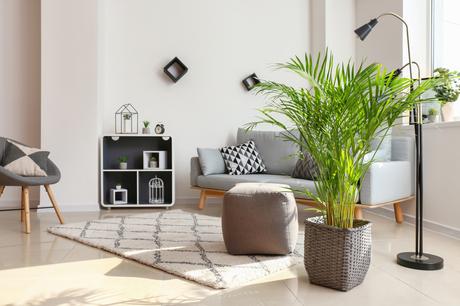 Conoce cuáles plantas ayudan a limpiar el aire de tu hogar. Conoce cuáles plantas ayudan a limpiar el aire de tu hogar.