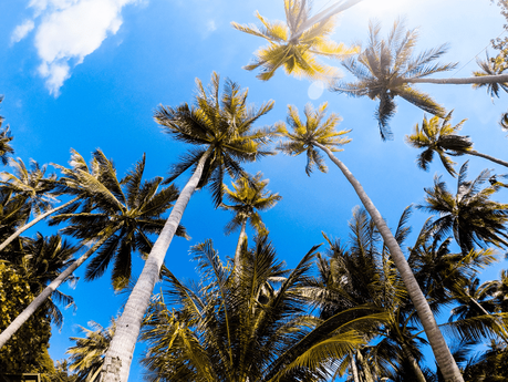 ▷ Qué hacer en Koh Tao (incluyendo consejos de viaje) things-to-do-in-koh-tao-4-min ▷ Qué hacer en Koh Tao (incluyendo consejos de viaje)