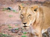 Parque Nacional Kruger reservas privadas juegos Sudáfrica