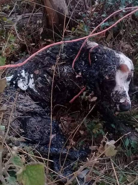Contaminación en Sierra de Álvarez no importa a las autoridades