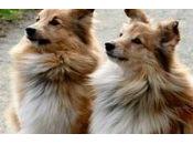 Mascotas finas peligrosas