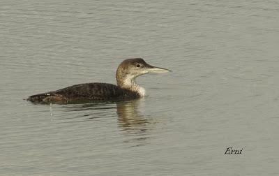 EN LA CASA DE LAS GARZAS IMPERIALES