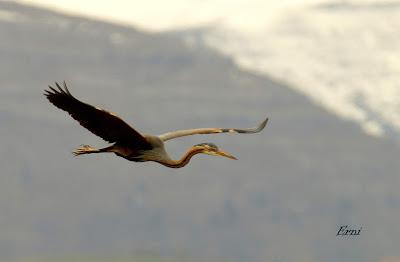EN LA CASA DE LAS GARZAS IMPERIALES