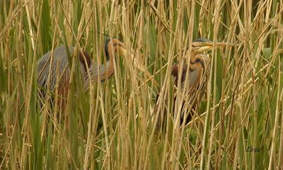 EN LA CASA DE LAS GARZAS IMPERIALES