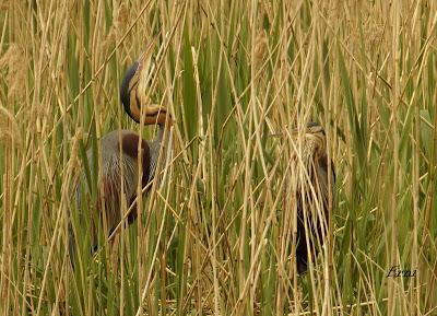 EN LA CASA DE LAS GARZAS IMPERIALES