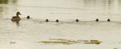 EN LA CASA DE LAS GARZAS IMPERIALES