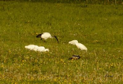 EN LA CASA DE LAS GARZAS IMPERIALES