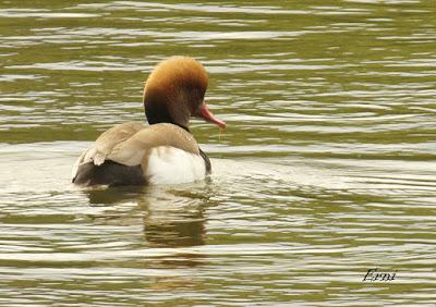 EN LA CASA DE LAS GARZAS IMPERIALES