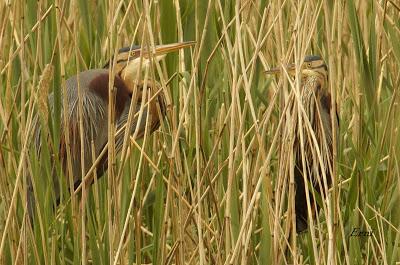 EN LA CASA DE LAS GARZAS IMPERIALES