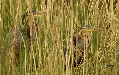 EN LA CASA DE LAS GARZAS IMPERIALES