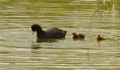 EN LA CASA DE LAS GARZAS IMPERIALES