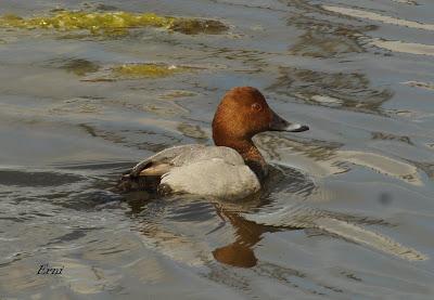 EN LA CASA DE LAS GARZAS IMPERIALES