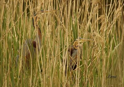 EN LA CASA DE LAS GARZAS IMPERIALES