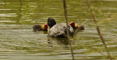 EN LA CASA DE LAS GARZAS IMPERIALES