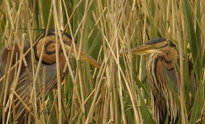 EN LA CASA DE LAS GARZAS IMPERIALES